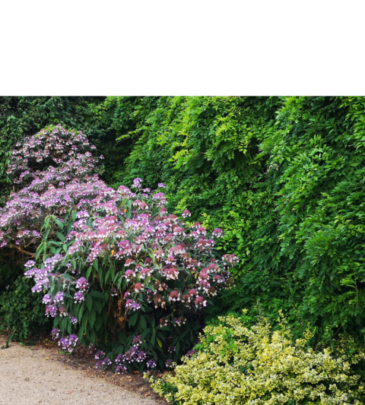 Using Plants